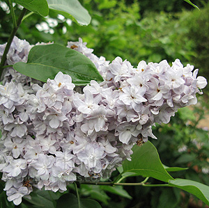 Syringa - 'Cora Brant' (Lilac)