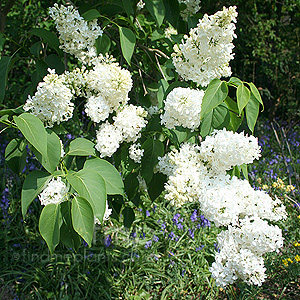 Syringa vulgaris - 'Madame Lemoine' (Lilac)