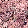 Tamarix ramosissima - Pink Cascade - Tamarisk, Tamarix