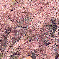 Tamarix ramosissima - 'Pink Cascade' (Tamarisk, Tamarix)