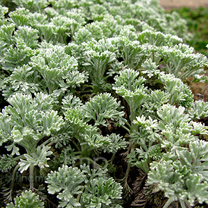 Tanacetum argenteum - 'Canum' (Feverfew)