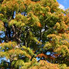Taxodium ascendens - Nutans - Bald Cypress, Taxodium