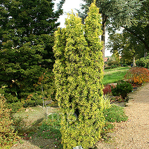 Taxus baccata - 'Standishii' (Yew)