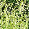 Tellima grandiflora - Fringe Cups