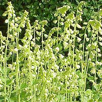 Tellima grandiflora (Fringe Cups)