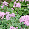 Thalictrum aquilegifolium - Meadow rue, Thalictrum