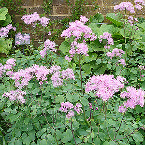 Thalictrum aquilegifolium (Meadow Rue, Thalictrum)