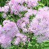 Thalictrum aquileqifolium - Thunder cloud - Meadow Rue