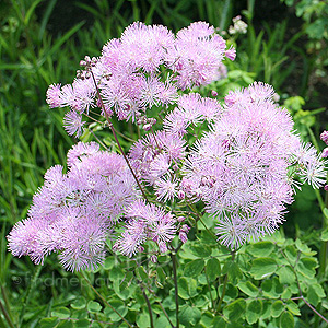 Thalictrum aquileqifolium - Thunder cloud (Meadow Rue)