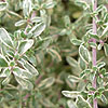 Thymus citriodorus - Silver Queen - Thyme