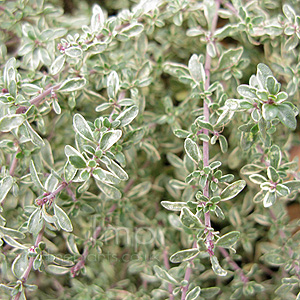 Thymus citriodorus - 'Silver Queen' (Thyme)
