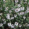 Thymus vulgaris - Thyme