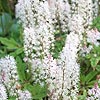 Tiarella - Spring Symphony - Foam Flower, Tiarella