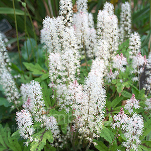 Tiarella - 'Spring Symphony' (Foam Flower, Tiarella)