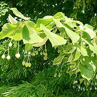 Tilia platyphyllos (Broad Leaved Lime)