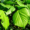 Tilia heterophylla - Linden tree