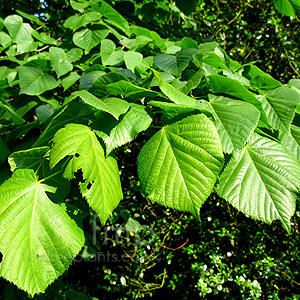 Tilia heterophylla (Linden Tree)