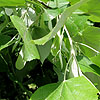 Tilia petiolaris