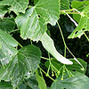 Tilia platyphyllos - Cordifolia - Broad leaved Lime