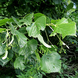 Tilia platyphyllos - 'Cordifolia' (Broad Leaved Lime)