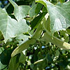 Tilia vulgaris - Common Lime