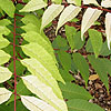 Toona sinensis - Flamingo - Chinese cedar, Toona