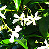 Trachelospermum jasminoides - Chinese Jasmine, Confererate Jasmine