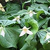 Trillium erectum - Wood Lilly, Trillium