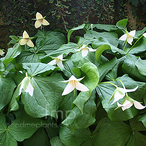 Trillium erectum (Wood Lilly, Trillium)