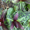 Trillium chloropetalum - Hibbersoni - Wake Robin, Birthroot, Trilium