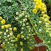 Tropaeolum polyphylium - Tropaeolum