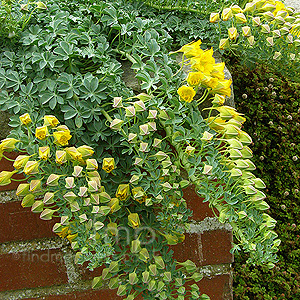 Tropaeolum polyphylium (Tropaeolum)