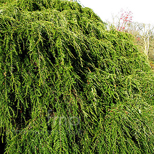 Tsuga canadensis - 'Pendula' (Weeping Eastern Hemlock)