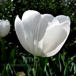 Tulipa - 'Jackpot' (Tulip)