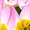 Tulipa - little Beauty - Tulip