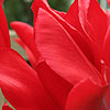 Tulipa - Pieter de Leur - Tulip