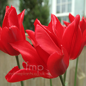 Tulipa - 'Pieter de Leur' (Tulip)