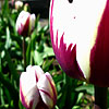 Tulipa - Rems Favourite - Tulip