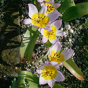 Tulipa saxatilis (Cliff Tulip)