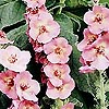 Verbascum x phoenicuem - Shirley Johns - Purple Mullien