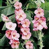 Verbascum x phoenicuem - 'Shirley Johns' (Purple Mullien)