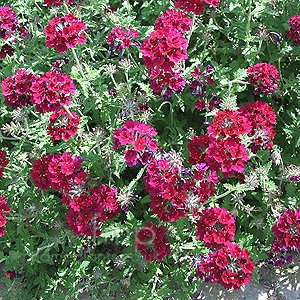 Verbena - 'Claret' (Verbena)