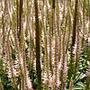 Veronicastrum virignicum - Lavendelturm - Culvers Root