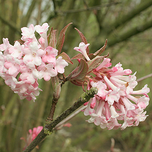 Viburnum X Bodnantense - 'Charles Lamont'