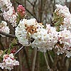 Viburnum bodnantense - Charles Lamont - Viburnum