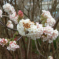 Viburnum bodnantense - 'Charles Lamont' (Viburnum)