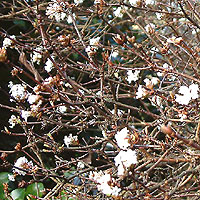 Viburnum farreri