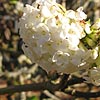 Viburnum grandiflorum - foetens - Viburnum