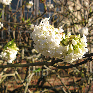 Viburnum grandiflorum - foetens (Viburnum)