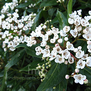 Viburnum tinus - 'Lucidum'